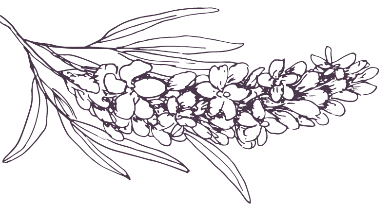 emerald midwifery home birth indiana.Cassandra barker midwife. lavender plant graphic.